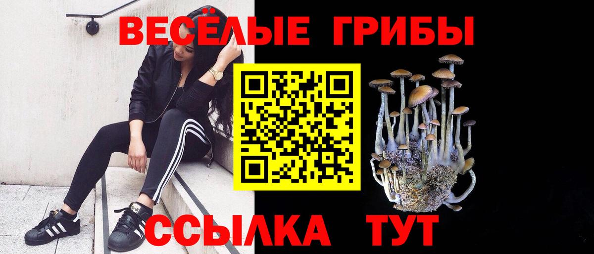 Псилоцибиновые грибы Psilocybine cubensis Знаменск